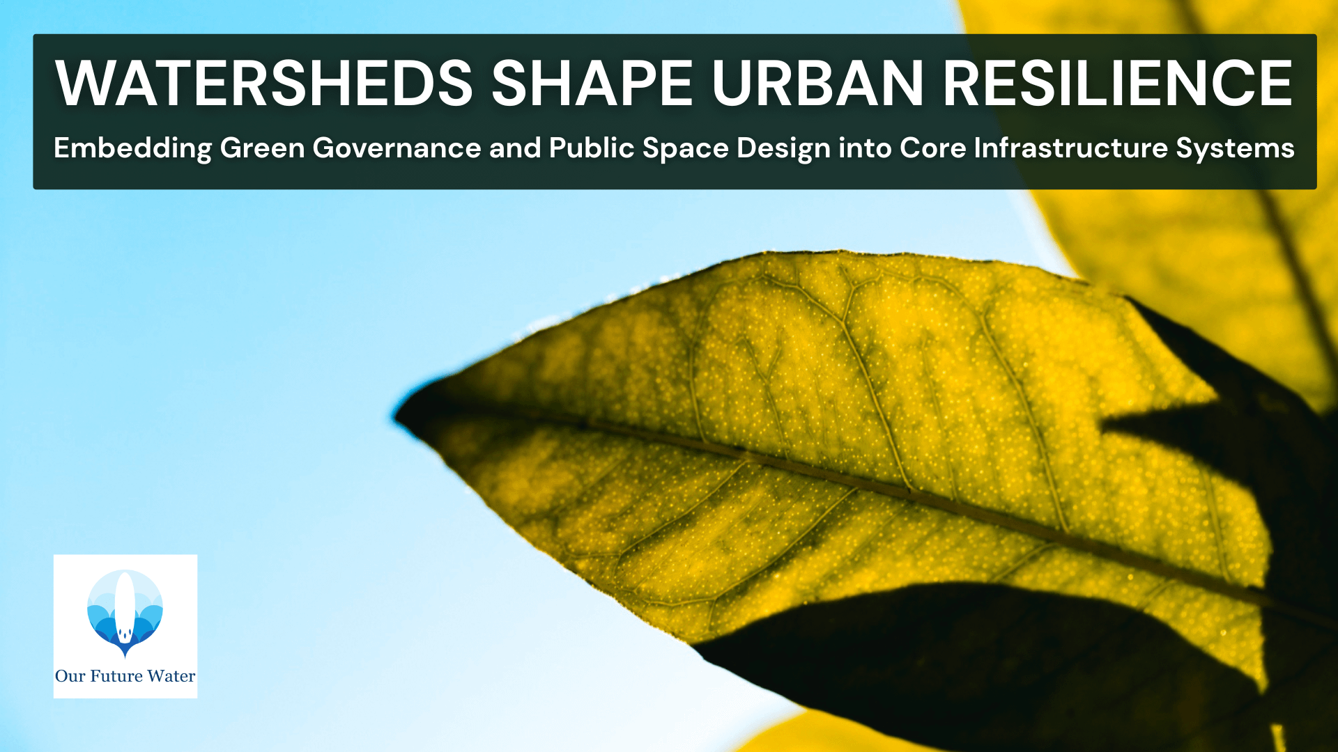 Close-up of sunlit green leaf symbolizing urban green infrastructure, watershed governance, and nature-based climate adaptation